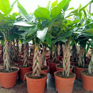 Cây kim ngân thắt bím