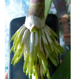 Phân bón lá humic acid