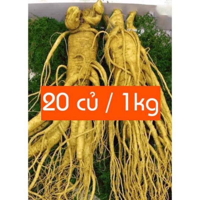 SÂM TƯƠI HÀN QUỐC 100% NHẬP KHẨU LOẠI 20 CỦ 1 KG