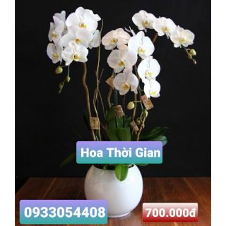 Hoa đất sét- Hoa Lan hồ điệp