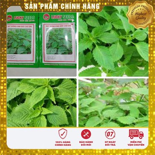 Hạt Giống Rau Kinh Giới(5 gr)