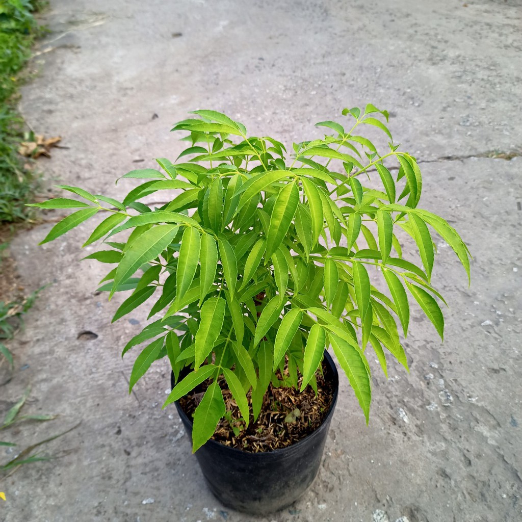 Chậu cây Cóc Thái siêu trái cho quả chua nhẹ, giòn, ngon
