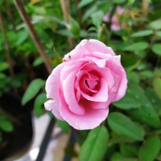 Cây giống hoa Hồng Nữ Hoàng