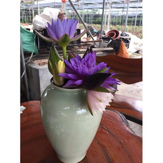 Combo 5 củ hoa súng thái