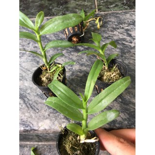 Phi điệp 5 cánh trắng phú thọ ( combo 2 cốc )