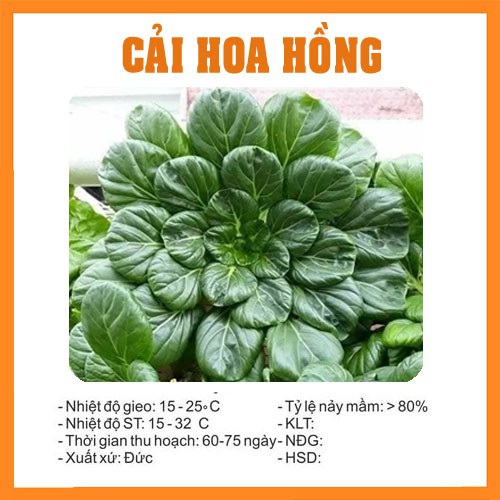 Hạt Giống Rau Cải Hoa Hồng - 1Gr