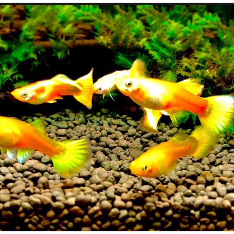 Compo 1 cặp FULL GOLD trốngg máii lai siêu đẹp