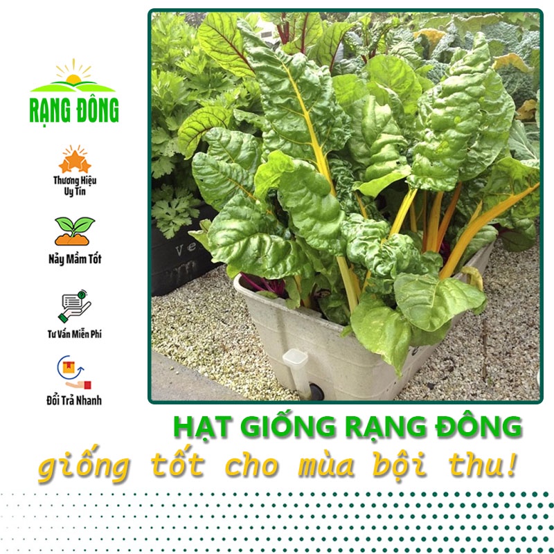 Hạt giống Cải Cầu Vồng Vàng (Cải Cầu Vòng) dễ trồng, sinh trưởng tốt (gói 10gr) - Hạt giống Rạng Đông