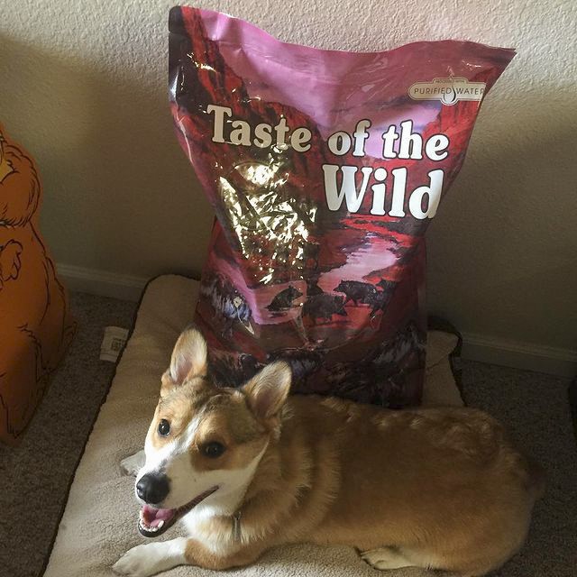 Thức Ăn Cho Chó Corgi Taste Of The Wild Bao 500g - Southwest Canyon Thịt Heo Rừng, Trái Cây Rau Củ Quả