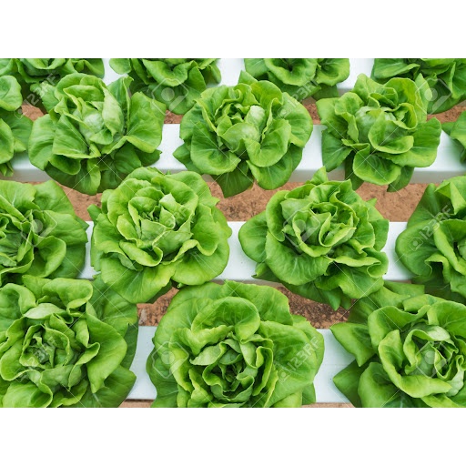 Hạt giống xà lách xoăn dạng búp cuộn dăm giòn ngọt - rau củ quả trồng chậu, vườn dễ chăm sóc 5gr RADO 45