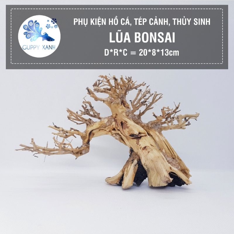 lũa bonsai thân hải sa quỳ đã qua xử lý - size 20*8*13