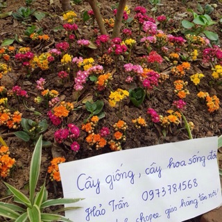 Bỏng thái kép