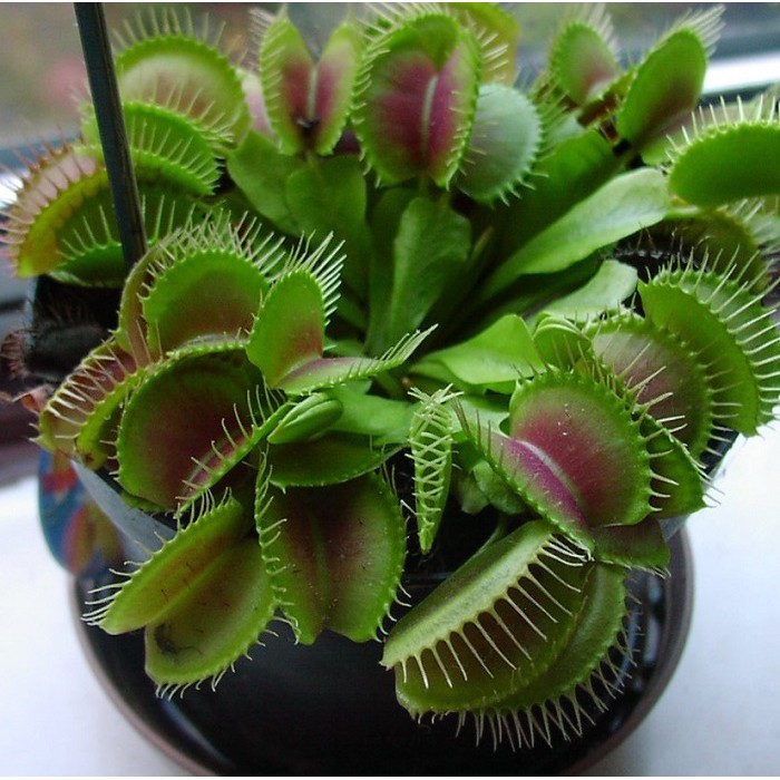 Cây bẫy kẹp , bắt ruồi dòng G16 Venus Flytrap