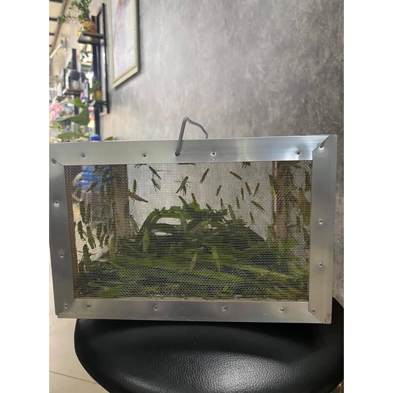 Hộp nuôi dế,cào cào ♥️♥️