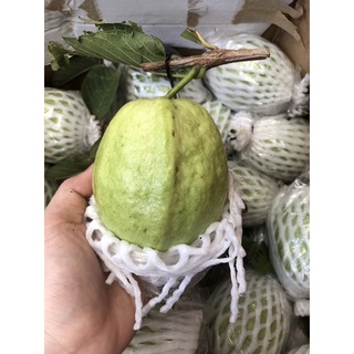 Ổi Lê 35k/kg
