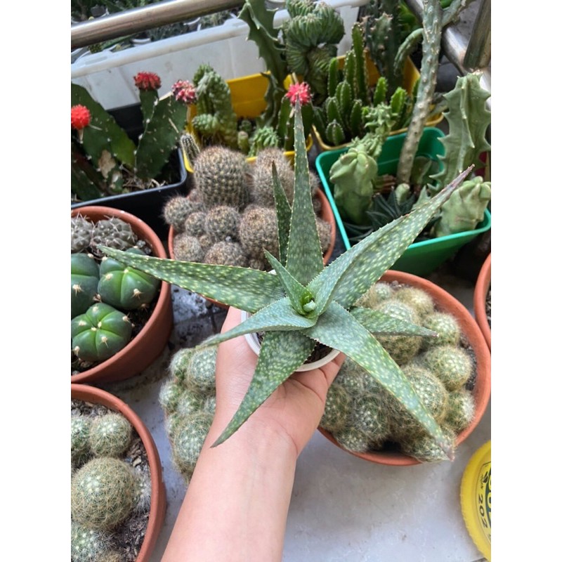 SEN ĐÁ ALOE