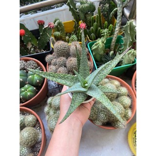 Sen đá aloe