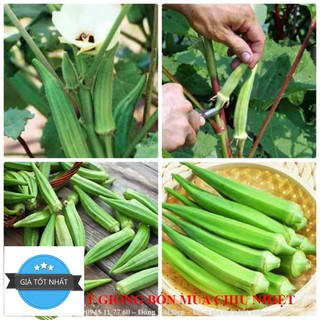 Hạt giống đậu bắp xanh - 10 hạt