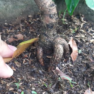 Mai vàng giảo.têt 2021