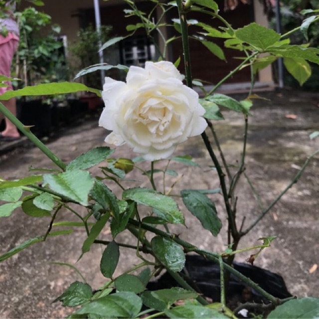 Cây hồng bạch ho cao 40cm