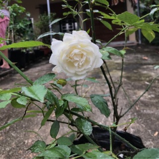 Cây hồng bạch ho cao 40cm