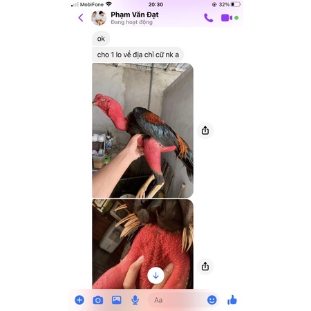 Túi om cho gà