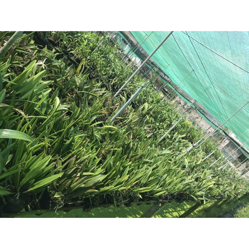 Hoa Lan Brass Trắng