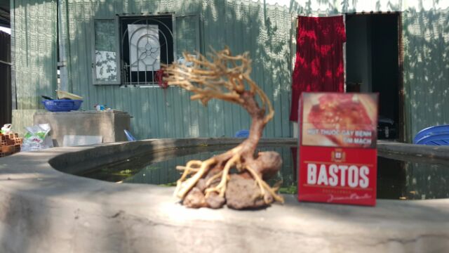 Lũa Bonsai cấy rêu ôm đá. drc