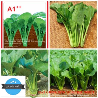 Gói 100 hạt giống cải ngọt