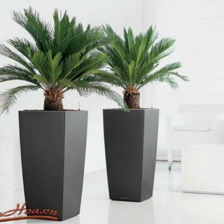 Cây vạn tuế, cây thiên tuế