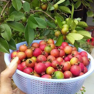 Cây ổi sim đỏ