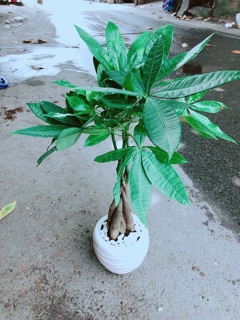 Chậu Kim Ngân 5 Thân Thắt Bính
