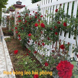 Gốc hoa hồng cổ leo Hải phòng, gốc to , đang nhú mầm, tặng bộ hướng dẫn trồng + phân bón.