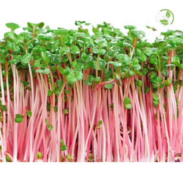 Hạt Giống Rau Mầm Củ Cải Đỏ Phú Nông - Gói 30g - 100g - Red Radish Sprouts