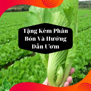 Combo 2 Gói Hạt Giống Cải Bẹ Dưa