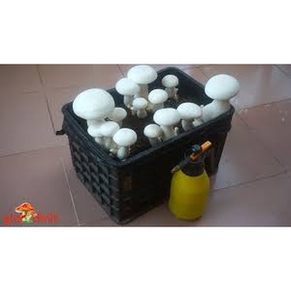 PHÔI NẤM HOÀNG ĐẾ CAO CẤP