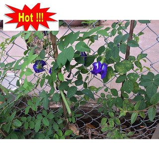 20 Hạt giống Hoa Đậu Biếc (Dễ trồng)