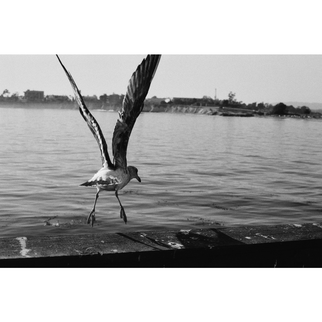 Phim Kosmo Foto Agent Shadow ISO 400, Đen Trắng B&W, 135/35mm x 36 Kiểu, In Date Cho Máy Chụp Ảnh Film - LIIQ Flash