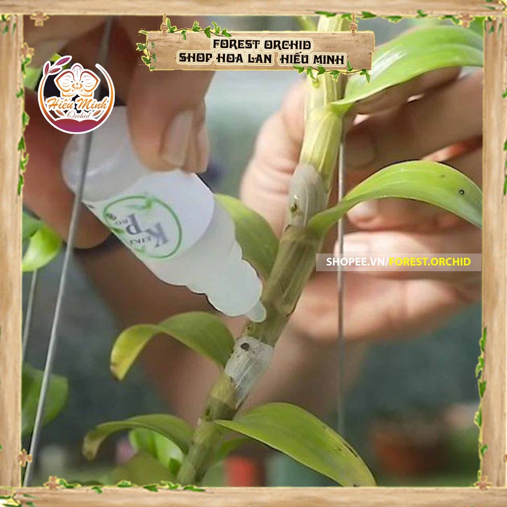 Bộ Khoan Tay Mini hỗ trợ Kích Kie kích Hoa trên lan thân thòng, giúp cây đâm trồi nẩy mầm ra Hoa