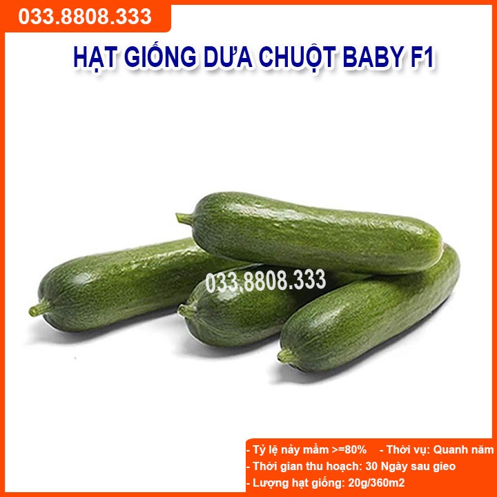 HẠT GIỐNG DƯA LEO BABY CHÙM ( DƯA CHUỘT MINI CHÙM)