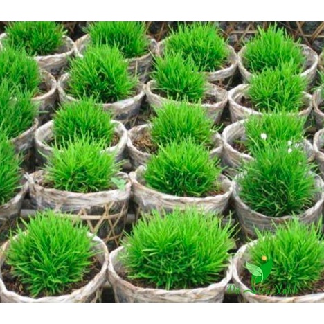 Cỏ Mây Mỹ - Trang Flowers