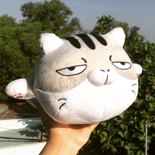 Mèo bông Ami béo mập ú