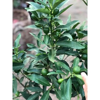 Cây quất ngọt_ quất đường + Tặng (0,3kg) phân hữu cơ cao cấp