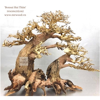 Lũa Bonsai  Hai Thân cho Hồ thuỷ Sinh