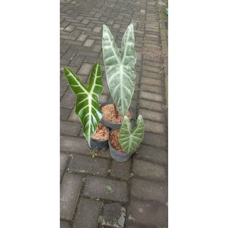 Alocasia longiloba