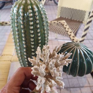 Combo 2 xương rồng sứ