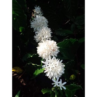 Mật ong hoa cafe Loại 1 Đaklak