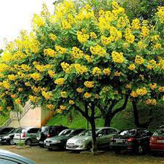 Cây giáng hương- cây đẹp chuẩn