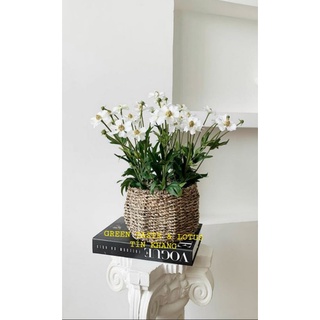 Chum cói cắm hoa, sọt cói, giỏ cắm hoa, sọt đựng đồ đa năng, phụ kiện decor