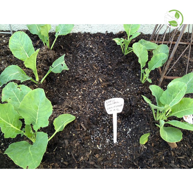 Hạt Giống Bông Cải Trắng F1 PN-900 Phú Nông - Gói 0.2g - Cauliflower
